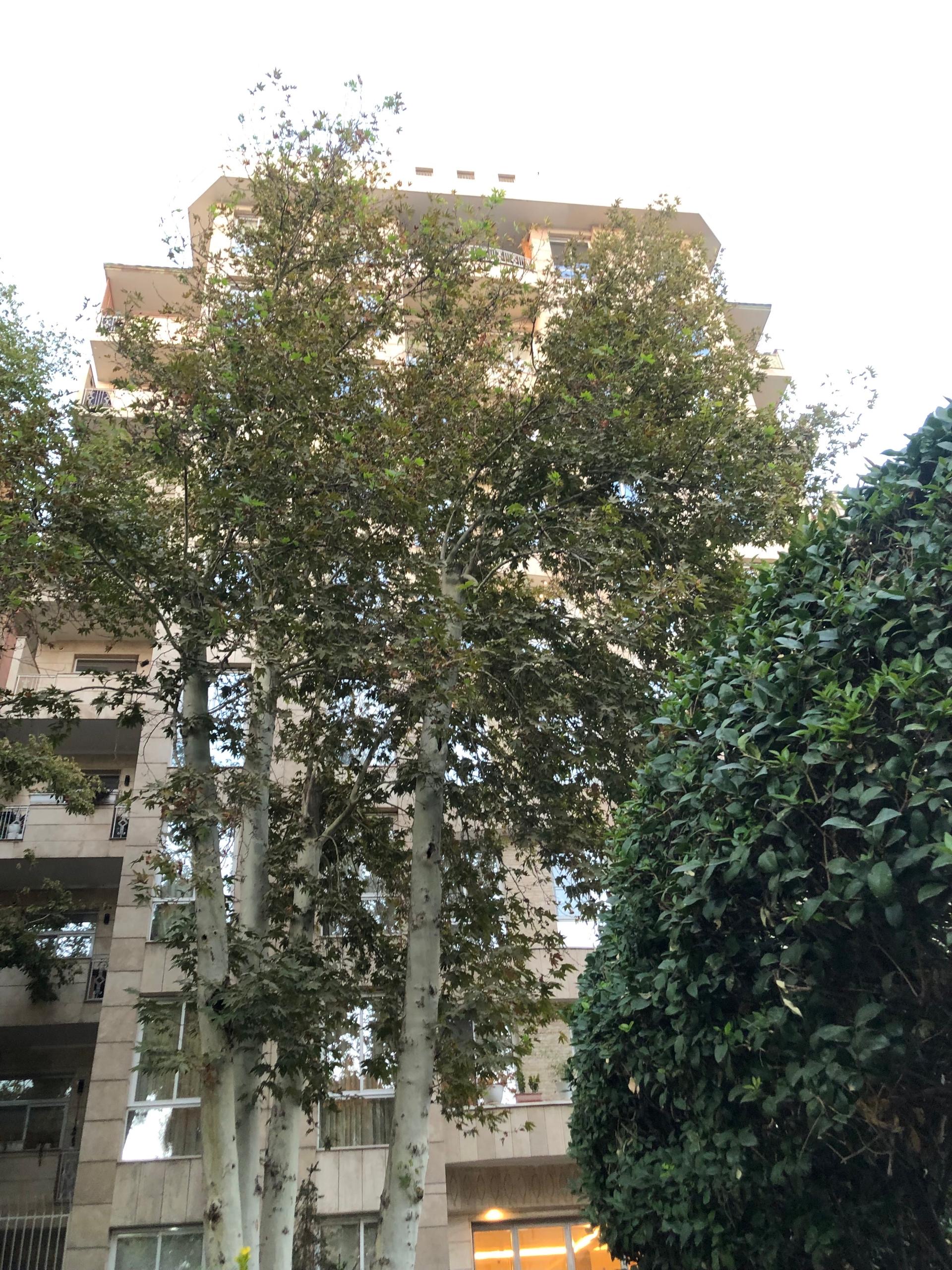 فروش آپارتمان 170متر فرمانیه 3خواب