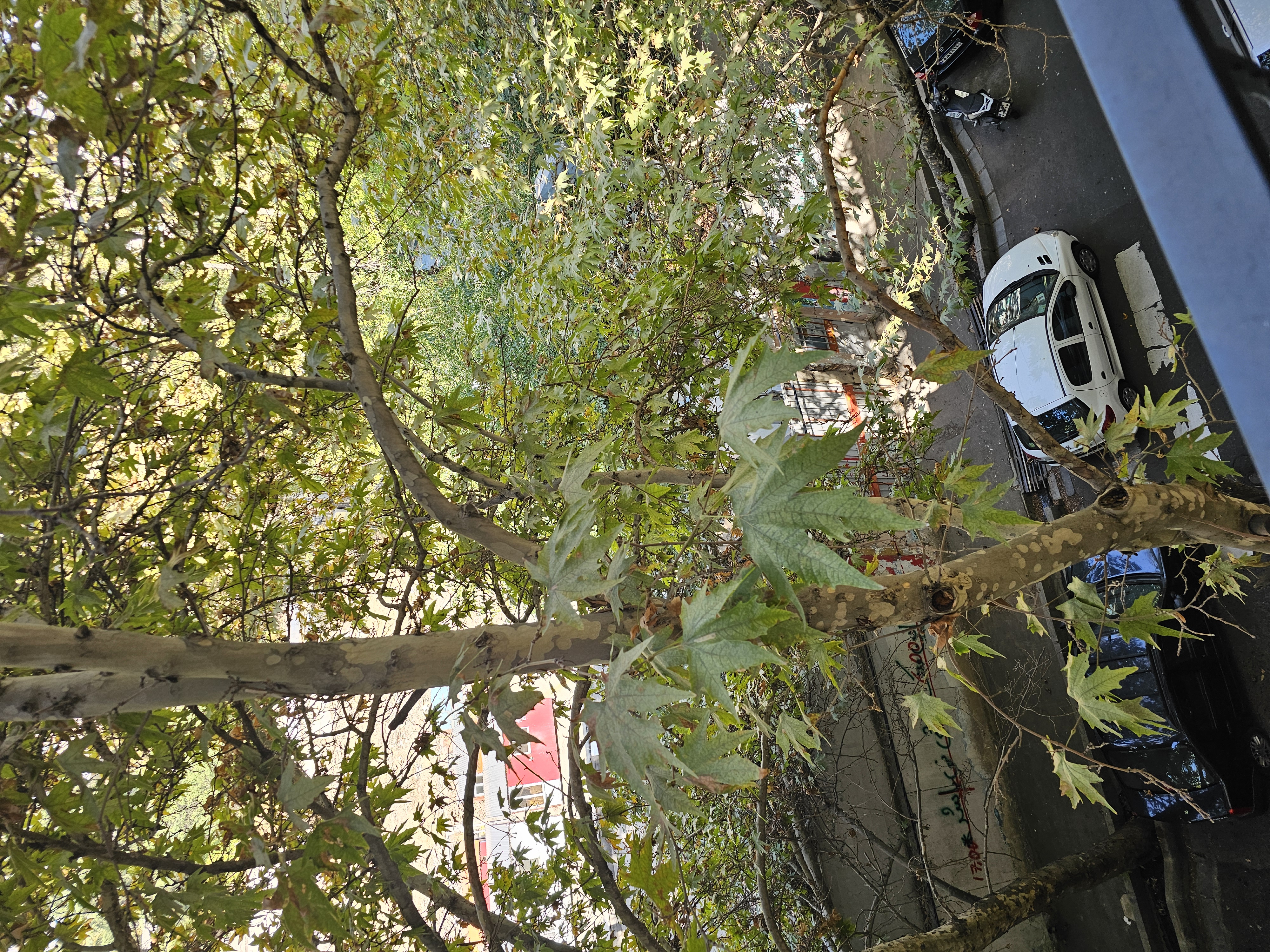 اجاره آپارتمان 190 متر زعفرانیه