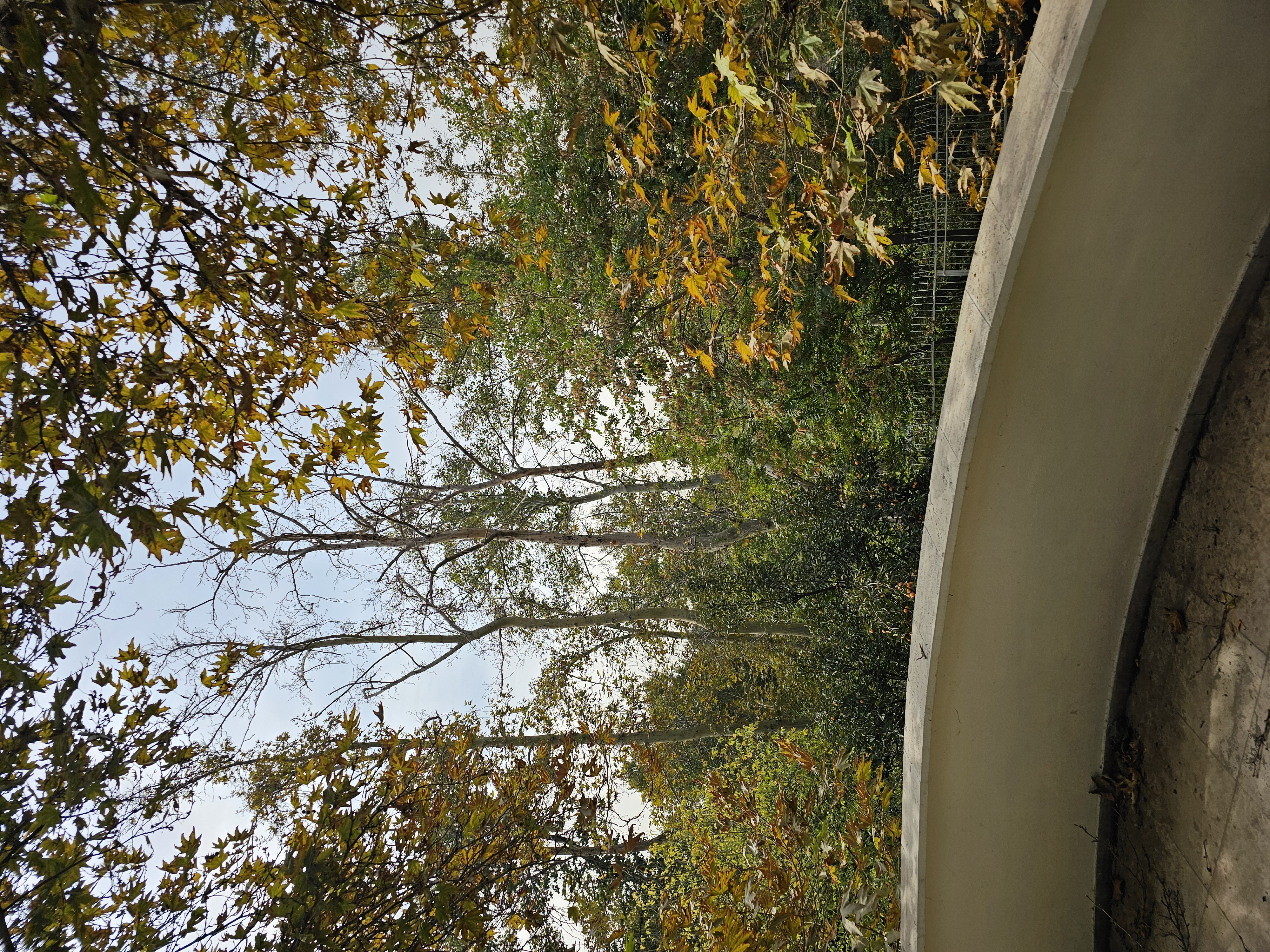 اجاره ویلا 250 متر دربند 50 متر تراس